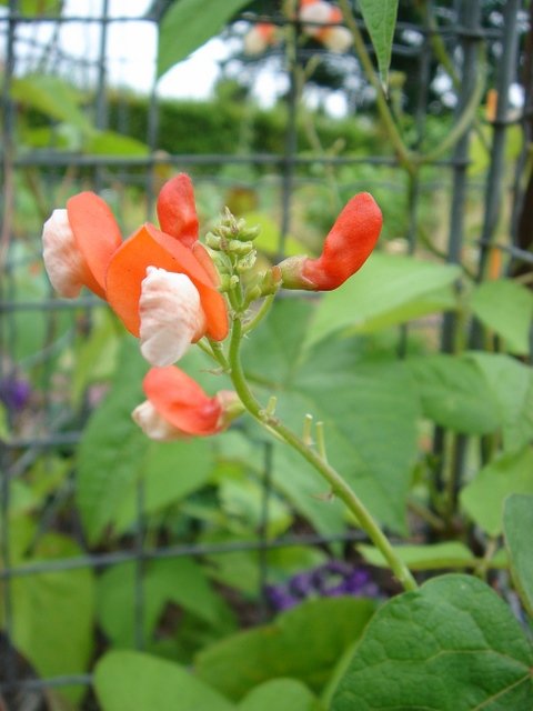 Phaseolus coccineus bicolore